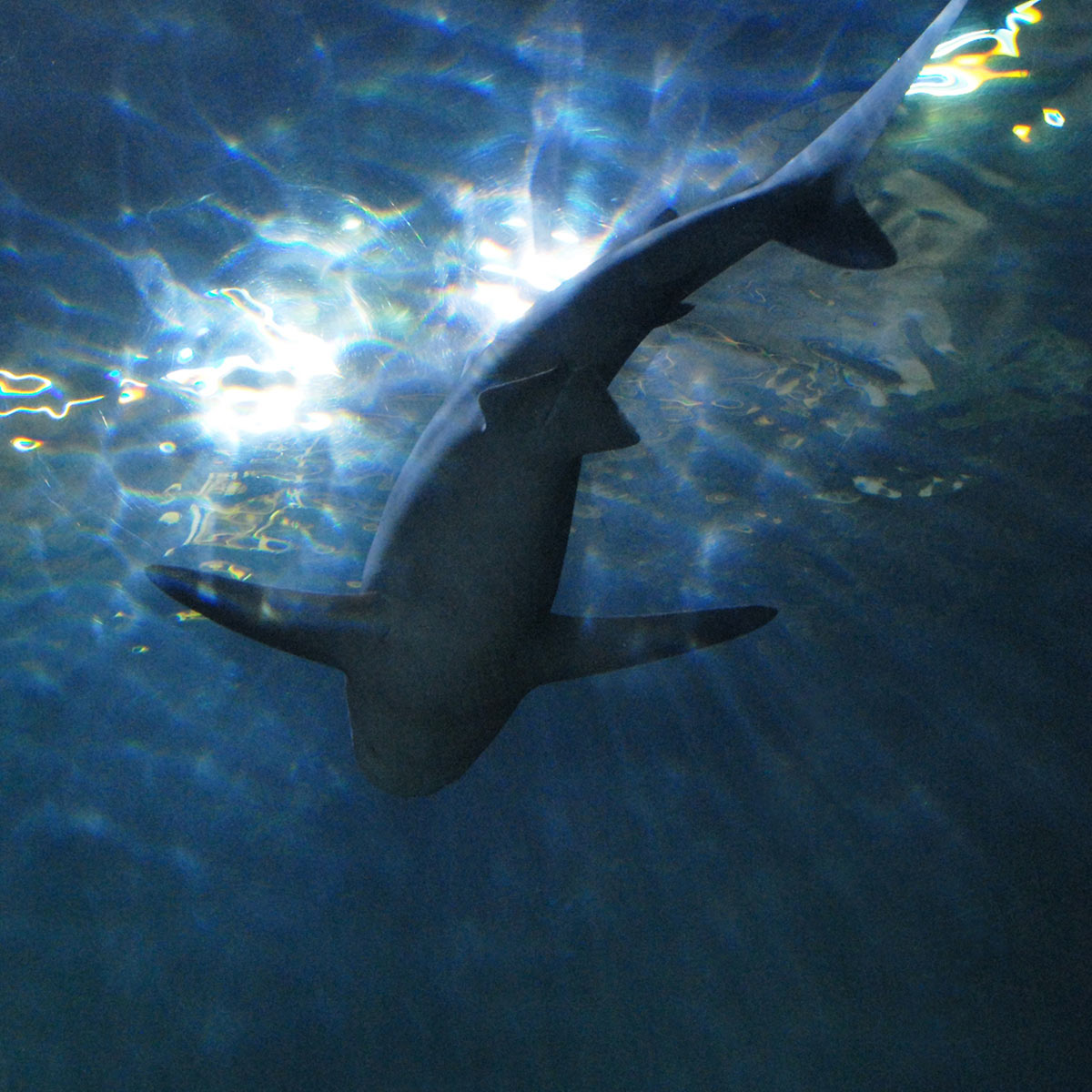 placeholder image-sq